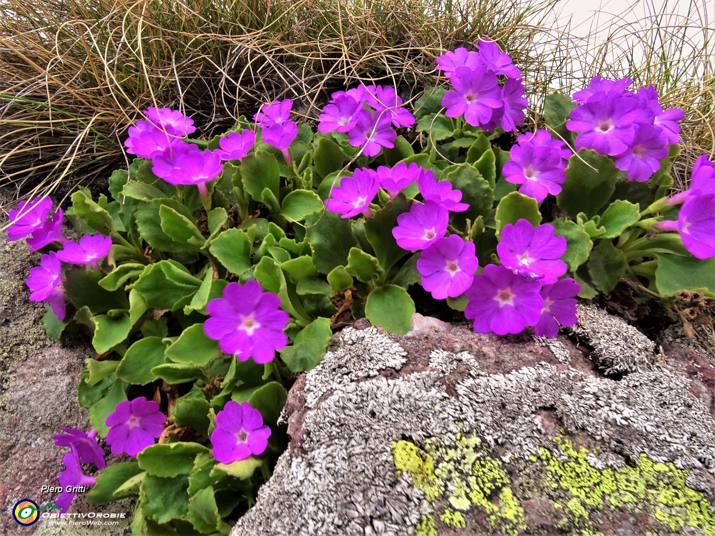 21 Primula hirsuta (Primula irsuta).JPG